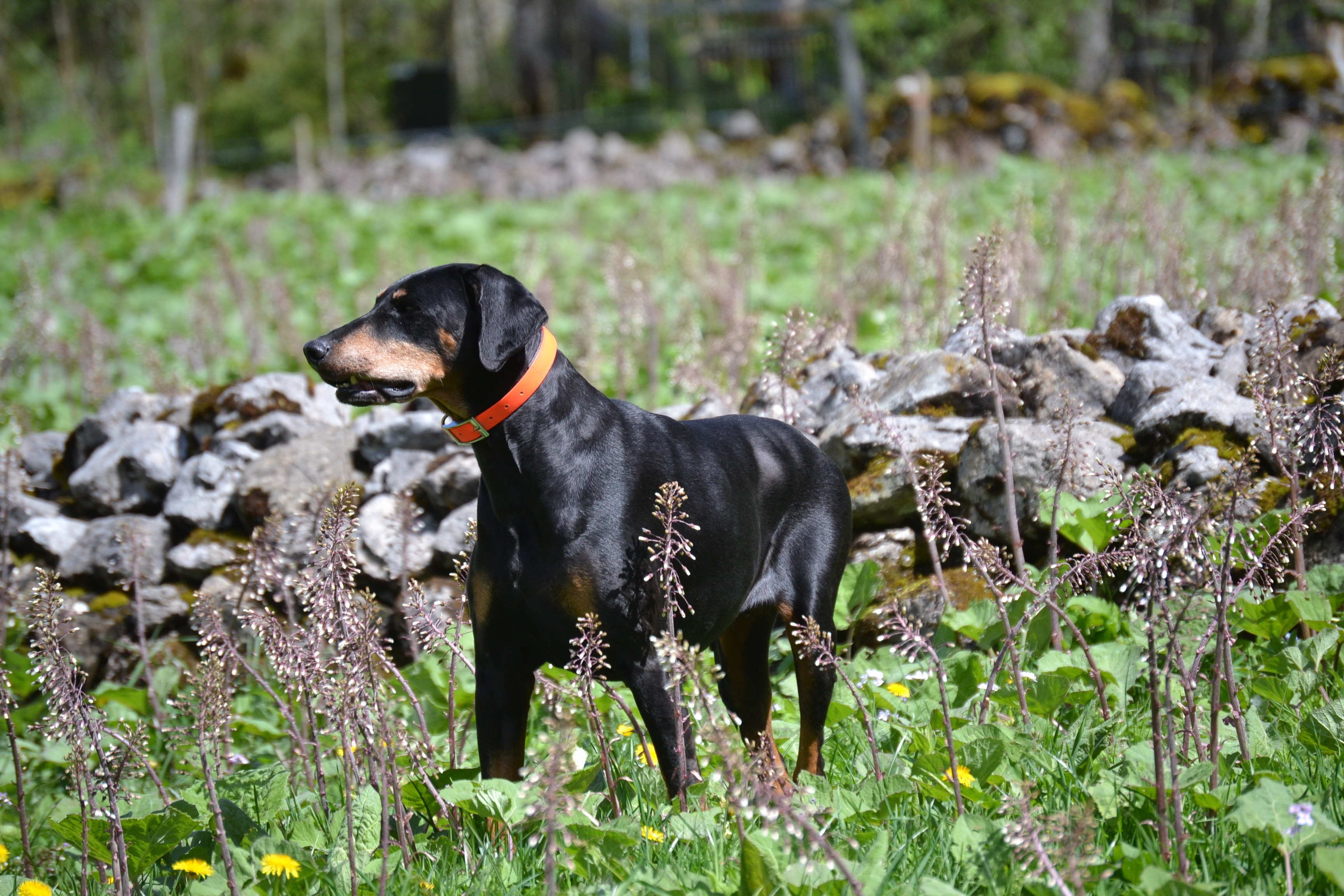Dilatative Kardiomyopathie beim Hund