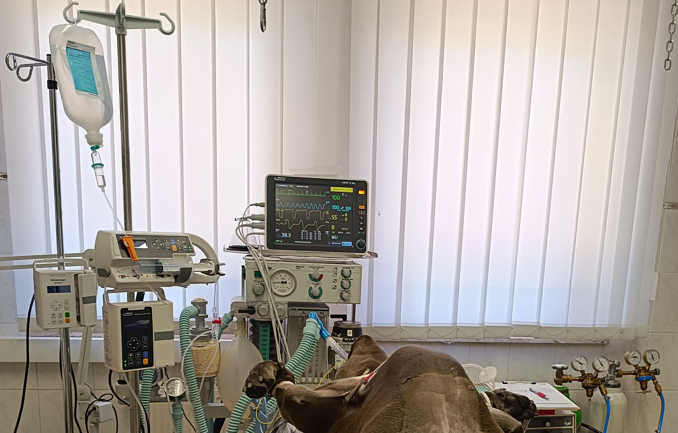 Chirurgische Tierbehandlung mit Überwachungs- und Anästhesiegeräten