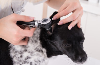 Fotolia_119661608 - Vet Examining Dog's Ear © Andrey Popov