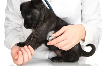 Fotolia_48368750 - vet checking the heart rate of puppy isolated on white © Africa Studio